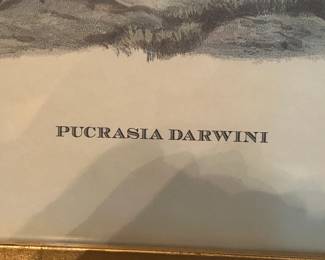 #134 print of Purasana Darwin 2 birds in gold frame 31x25 $75.00