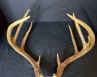 Whitetail Deer Antlers Skull Cap Mount Point