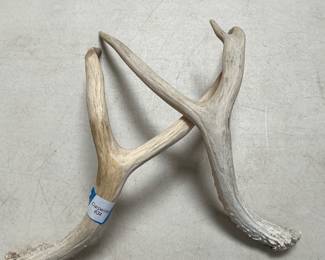 Lot 4089: Pair of Naturally Shed Deer Antlers, Burrs Intact