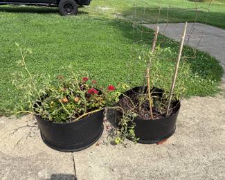 Vegetable bins!
