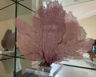 natural sea fan