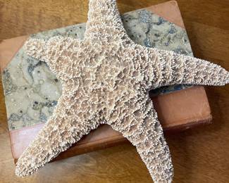 starfish