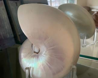 Pearl nautilus shell