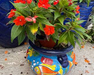 colorful potted plants