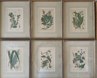 Botanicals