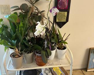Orchids and Rolling Cart