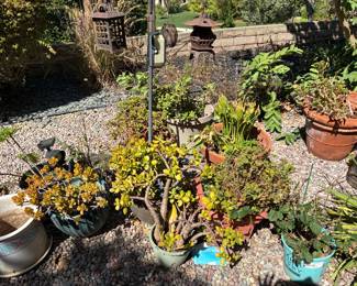 Potted Plants