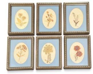 Collection French Botanical Flower Pressings in Frames