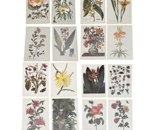 Collection 16 French Botanical Plate Prints