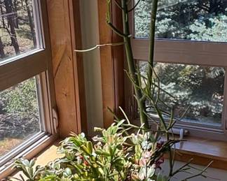 Large Mixed Succulent Arrangement in Ceramic Planter