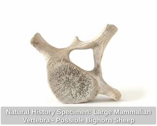 Natural History Specimen Large Mammalian Vertebra Possible Bighorn Sheep