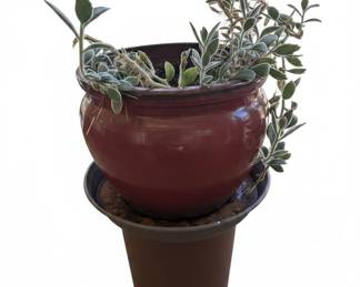 Glazed Ceramic Planter with Pedestal Stand and Trailing Succulent Plant