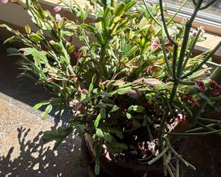 Large Mixed Succulent Arrangement in Ceramic Planter second image