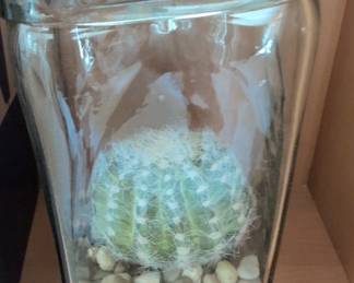 Vintage Clear Glass Terrarium Jar