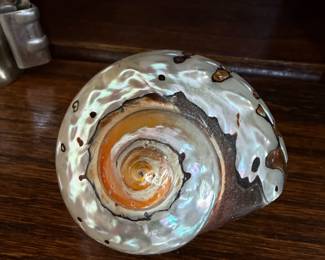 seashell