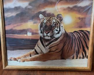 Tiger picture