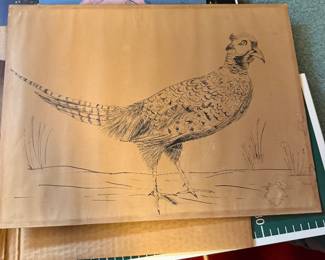 Pheasant pen and ink