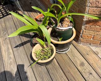 Amaryllis bulbs