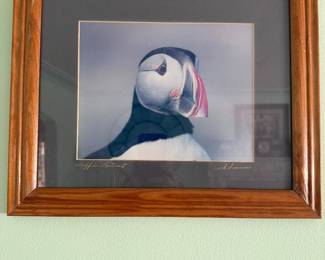 Puffin