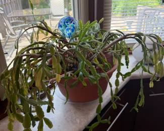Christmas cactus