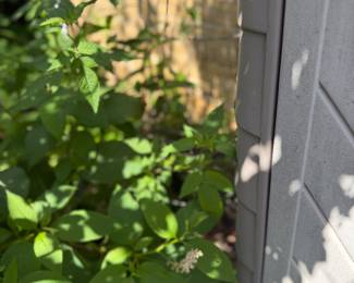 Tomato trellis