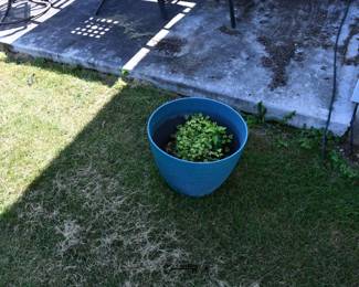 528Back Yard