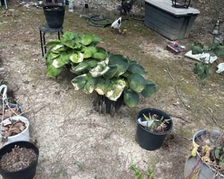 Large assortment of potted plants, planters, flowers and garden décor