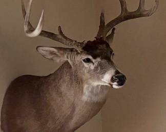Whitetail Deer Wall Mount 