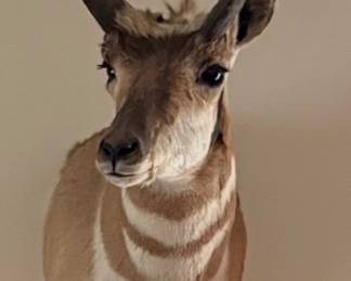 Pronghorn Antelope Shoulder Wall Mount 