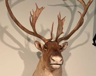 Extra Large Caribou (Reindeer) Shoulder Wall Mount / Taxidermy 