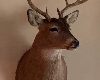 Whitetail Deer Wall Mount 
