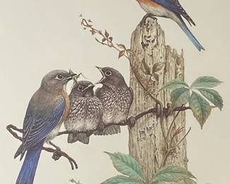 Signed Framed Print Eastern Bluebirds ByBierly