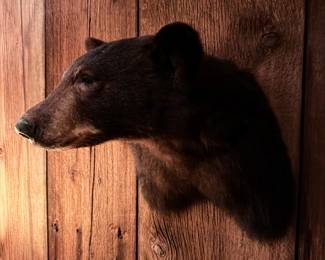 Bear Taxidermy