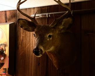 Whitetail Deer Buck Mount