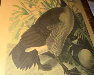 bird!