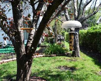 829Back Yard