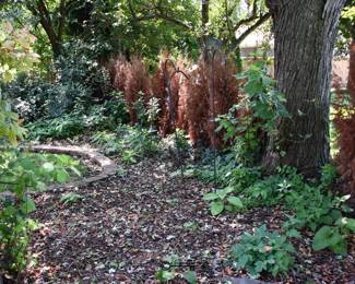 818Back Yard