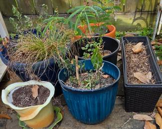 Plants