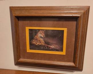 Lion Picture 