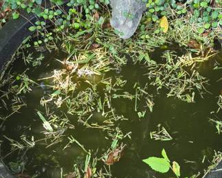 Pond