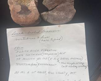 7 Dinosaur bones
