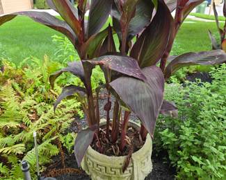 Canna lily in concrete pot