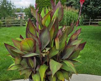Canna lily in large pot