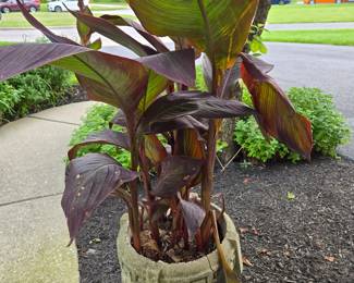 Canna lily in concrete pot