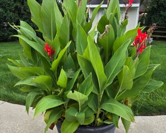 Canna lily in large pot