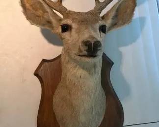 Vintage Taxidermy 8Point Deer Head Mounted on a Shieldshaped Wooden Plaque, 33 H x 16 W