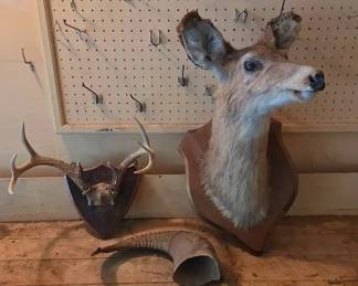 3Piece Vintage Taxidermy Decor Collection Deer Shoulder Mount, Antler Plaque, and Horn