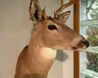 Taxidermy White-tailed deer buck