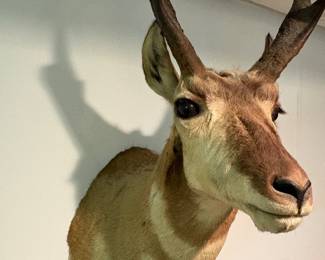 Taxidermy Pronghorn (Antilocapra americana)