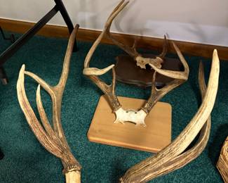 Deer antlers